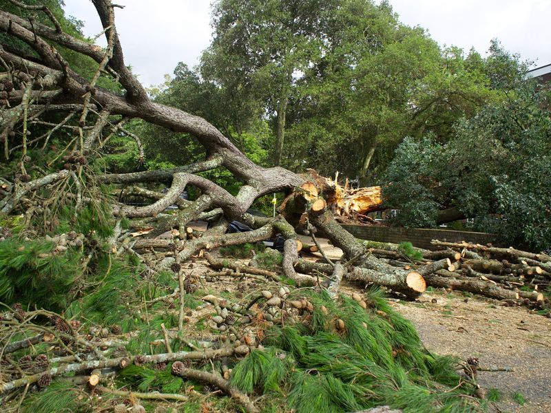 Tree removal project in Marietta, GA