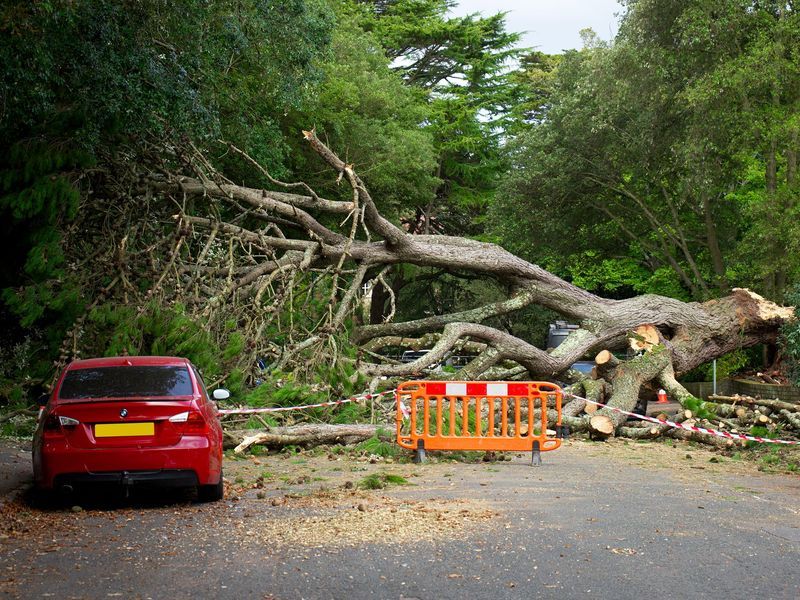 Tree removal crew working near Marietta