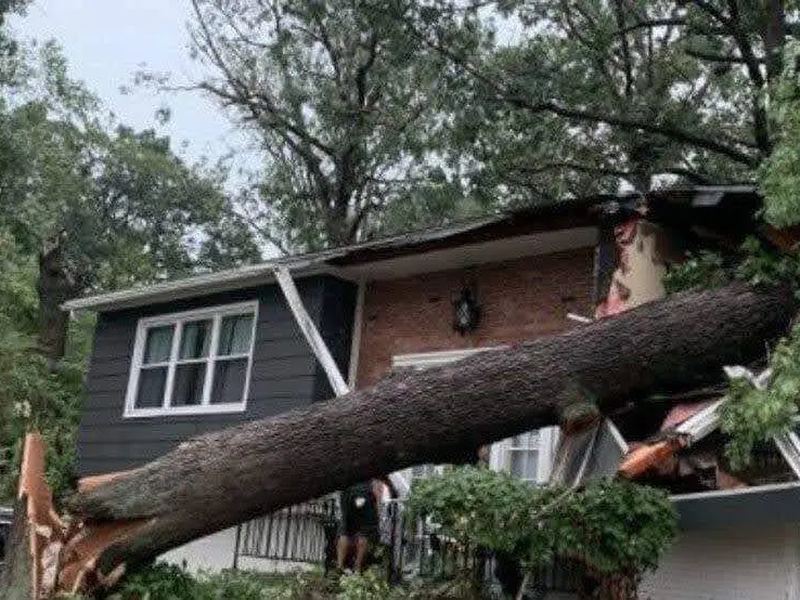 Tree removal job near Acworth, GA