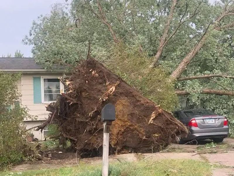 Tree removal job near Austell, GA