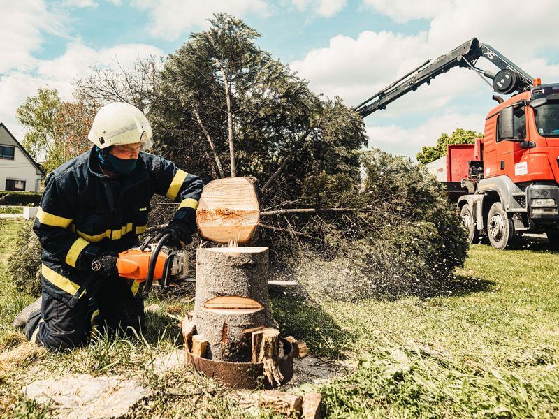 Tree removal job near Dunwoody, GA