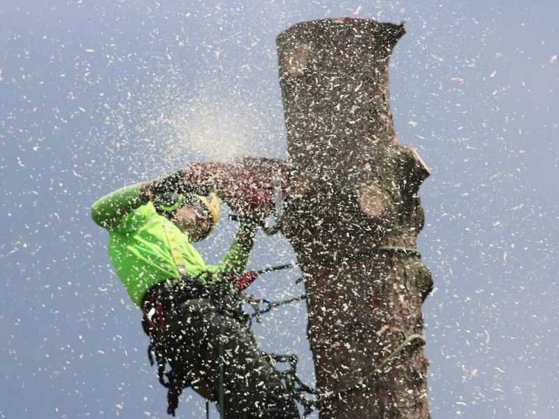 Tree removal job near Smyrna, GA