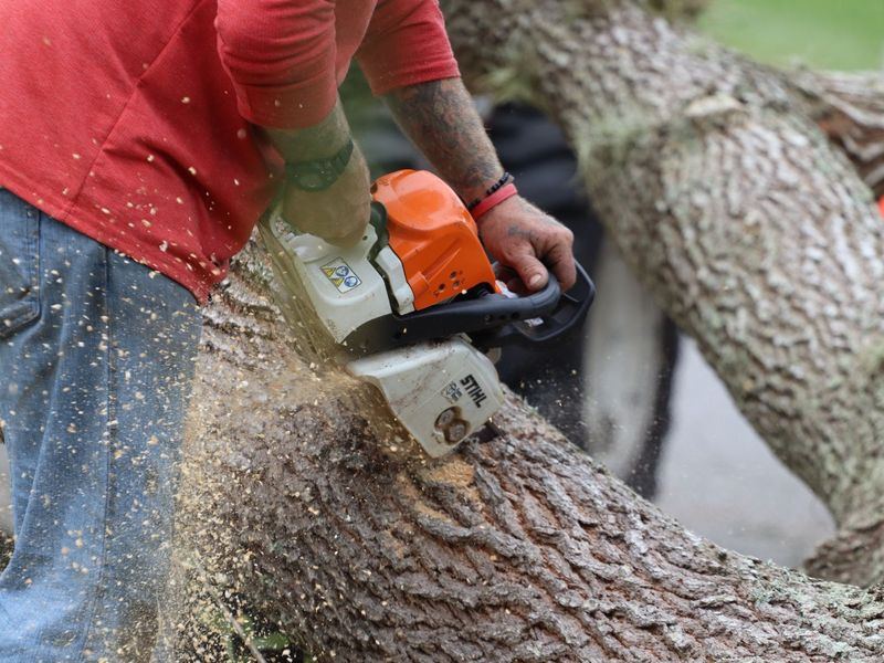 Tree removal job in the Windsor Oaks neighborhood of Marietta